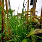 cebollino, hierba luisa, cilantro