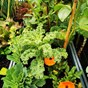 kale, marigolds and broad bean