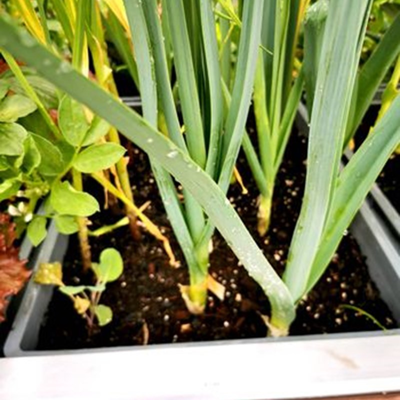 puerros, cebollas, ajos, coles de bruselas