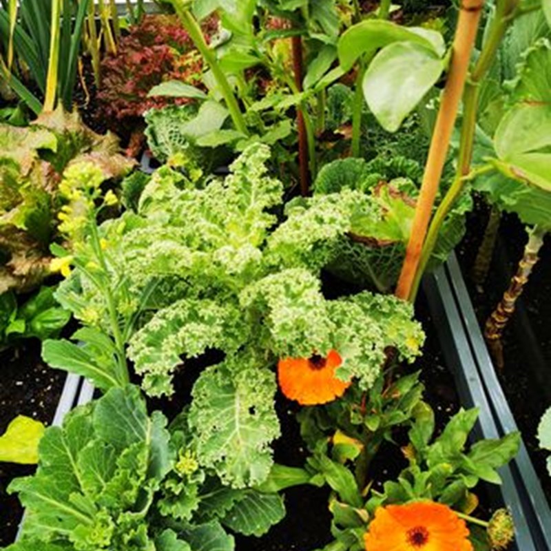 col rizada, caléndulas,  habas