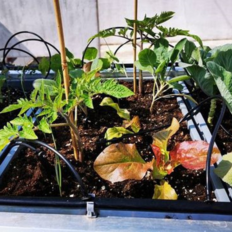 tomates, coles de bruselas, puerros, lechugas