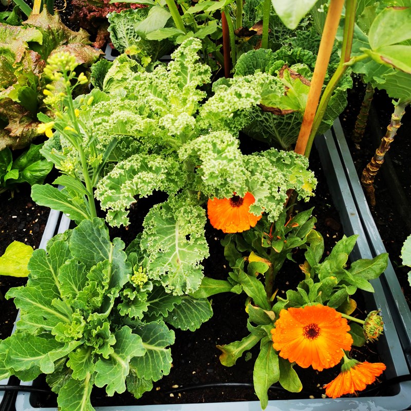 CGARDEN - couves varias, calêndulas, favas, alfaces, alhos