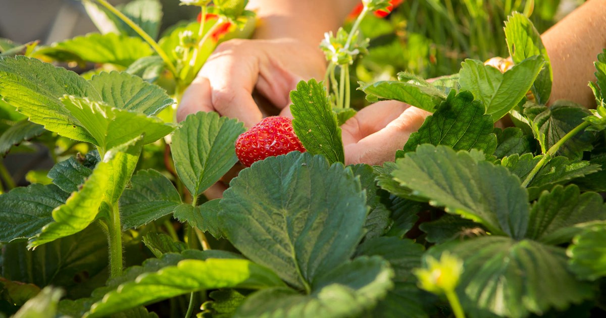 O que fazer em Novembro na horta?