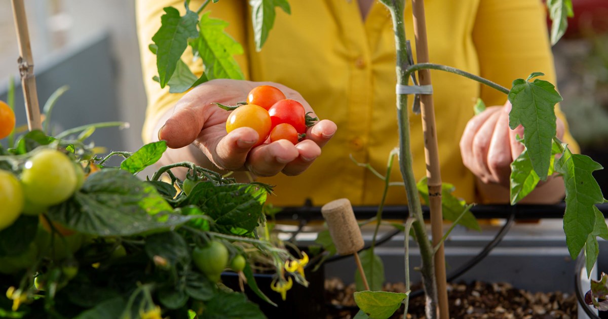 6 dicas para fazer uma horta urbana
