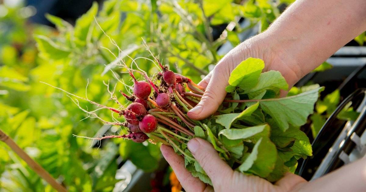 Como fazer uma mini horta em casa | CGARDEN