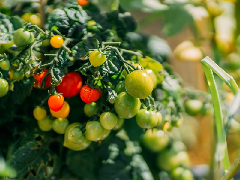 O que fazer em Abril na horta?