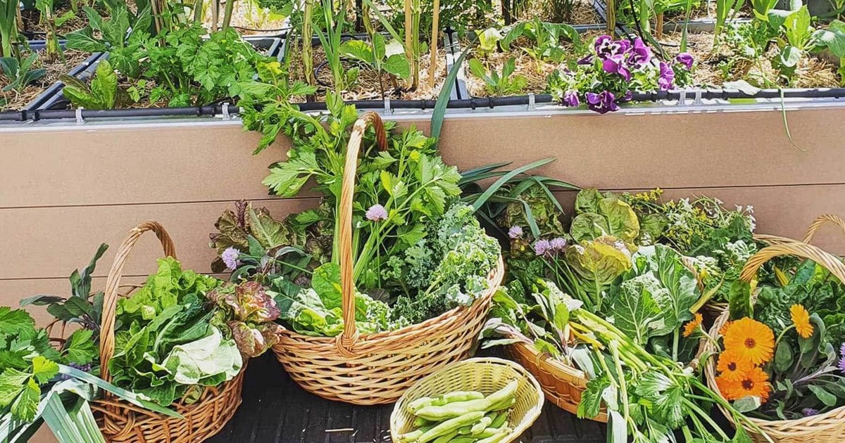 Cultivar uma horta traz benefícios para a saúde