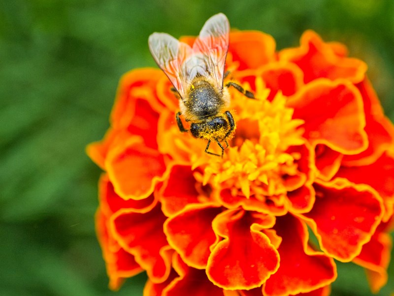 5 Flores para atrair polinizadores para a horta