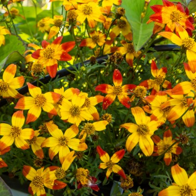 Bidens Flores para atrair polinizadores