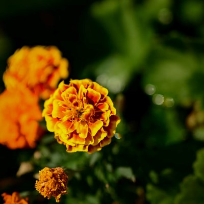 Tagetes Flores para atrair abelhas