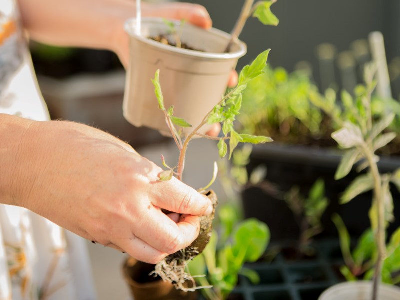 Chegou a Primavera! O que cultivar nesta estação?
